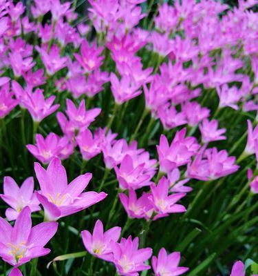 花与植物，坚强勇敢独立（在自然中找到力量）