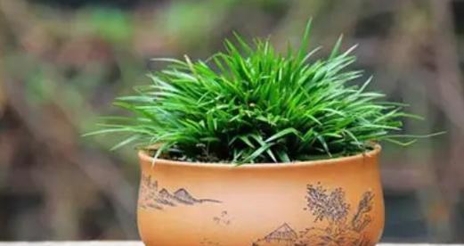 象征坚韧不拔的植物（力量源泉——生命的奇迹）