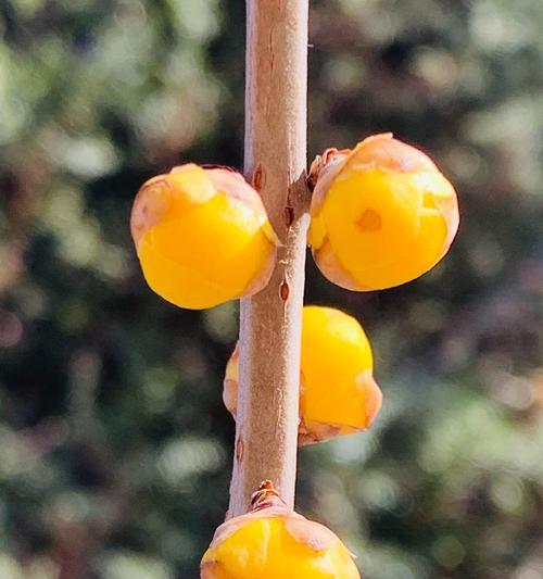象征坚韧不拔的植物（力量源泉——生命的奇迹）