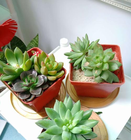 植物的象征教师精神——启迪、陪伴、成长（探索植物世界中的教育力量）