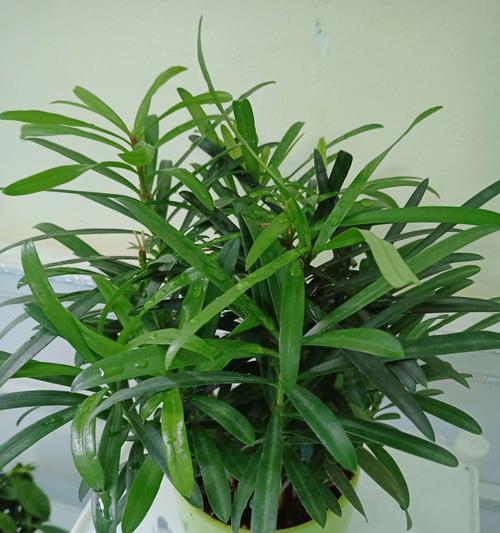 植物的象征教师精神——启迪、陪伴、成长（探索植物世界中的教育力量）