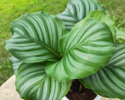 植物的象征教师精神——启迪、陪伴、成长（探索植物世界中的教育力量）
