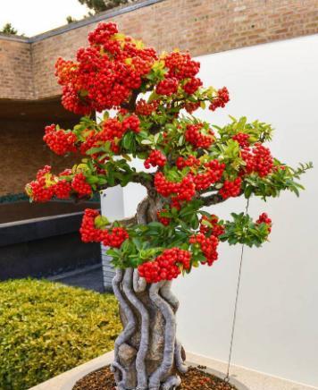 以象征金榜题名的植物（揭示成功与荣耀之道）