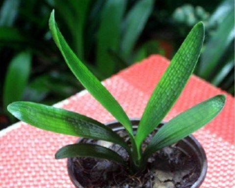植物中的君子之象（以自然之姿显君子品质）