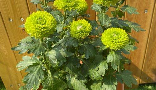 植物中的君子之象（以自然之姿显君子品质）