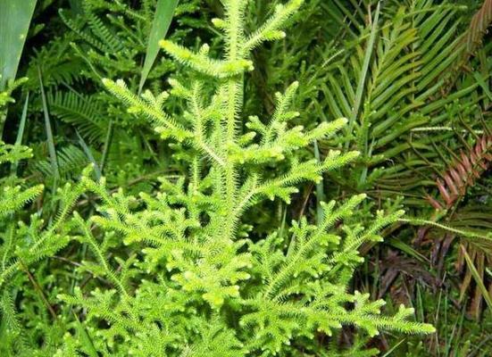 老年人的象征植物——伴随岁月的静谧之美（寄托情感）