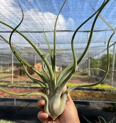 老年人的象征植物——伴随岁月的静谧之美（寄托情感）
