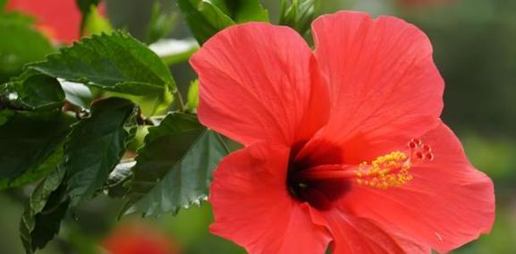 善良之花（以花为切入点）