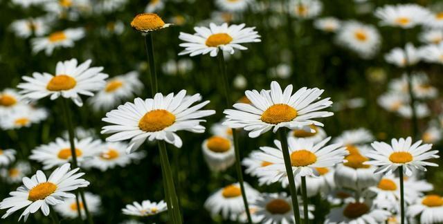 善良之花（以花为切入点）
