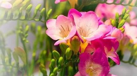 善良之花（以花为切入点）