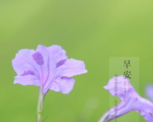生长梦想（希望之花在人生道路上绽放的奇迹）