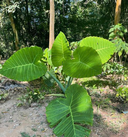 男人力量的象征——植物之王（探索男性特征的绿色奇观）