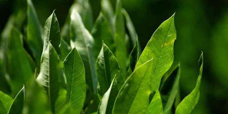 奋斗的力量——植物中的象征（探索努力与奋斗的植物世界）
