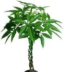 植物的象征女性的力量（以花朵）