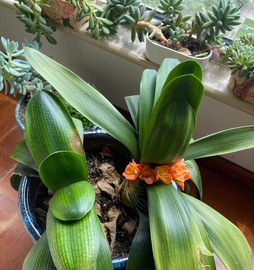 植物中的高尚品德（探索植物世界中蕴含的高尚品德）