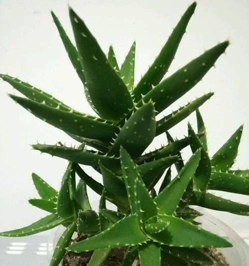 植物中的高尚品德（探索植物世界中蕴含的高尚品德）