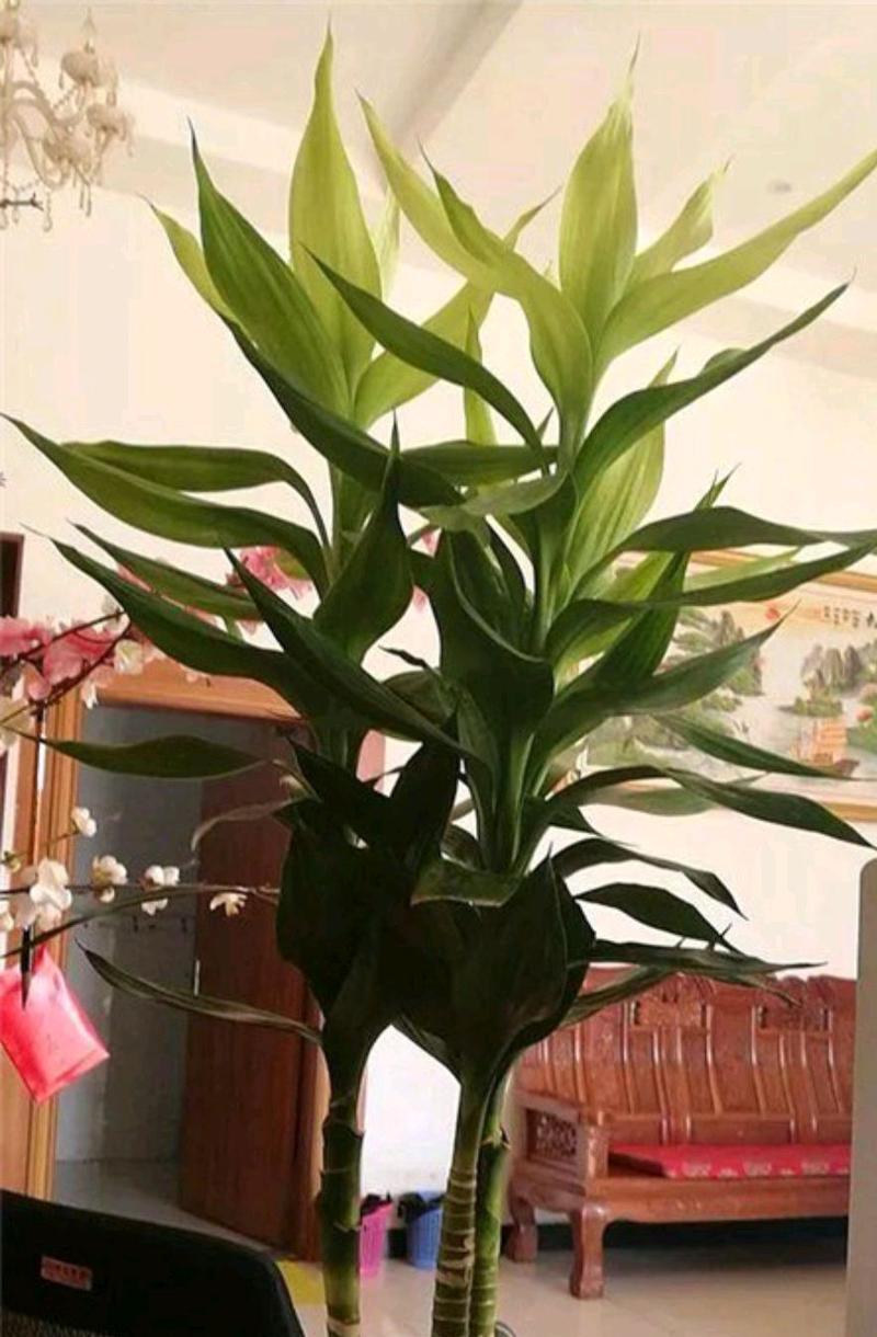 植物中的平安象征与寓意（探索15种象征平安的植物及其意义）