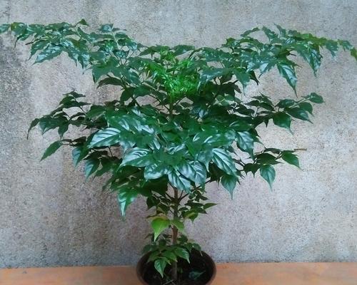 植物中的平安象征与寓意（探索15种象征平安的植物及其意义）