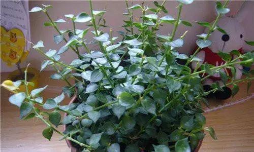 植物中的舍己为人之象征（揭示植物中的无私奉献精神）