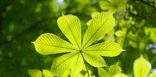生机勃勃的植物世界（探索大自然中的生命奇迹）