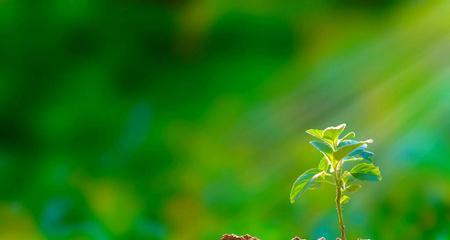 植物的生命与希望（以象征生命和希望的植物为主题的探索）
