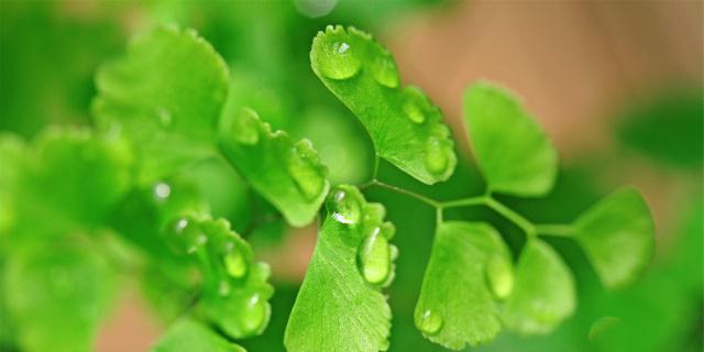 植物的生命与希望（以象征生命和希望的植物为主题的探索）
