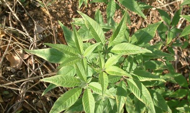 团结之花（探秘植物世界中象征团结的奇妙力量）