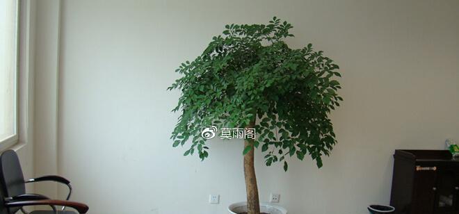 幸福的植物（从传统到现代）