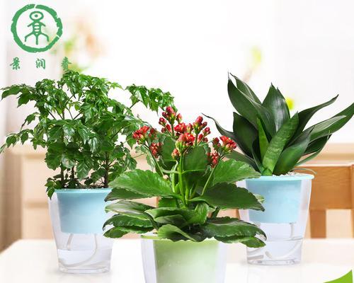 幸福的植物（从传统到现代）