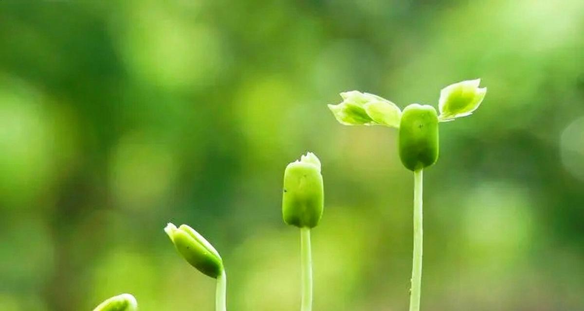 阳光向上的植物（探索自然世界中那些传递希望的植物）