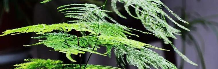 友情的象征植物大全（探寻友情中的自然力量）