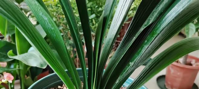 以象征友谊的植物为主题的文章（探索友谊背后的绿色力量）