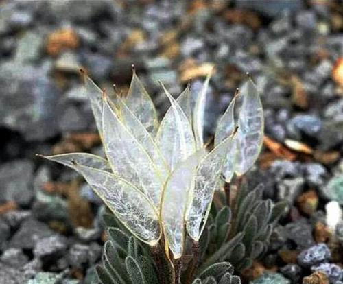 植物世界中的责任与担当（以象征责任与担当的植物品种及其寓意）