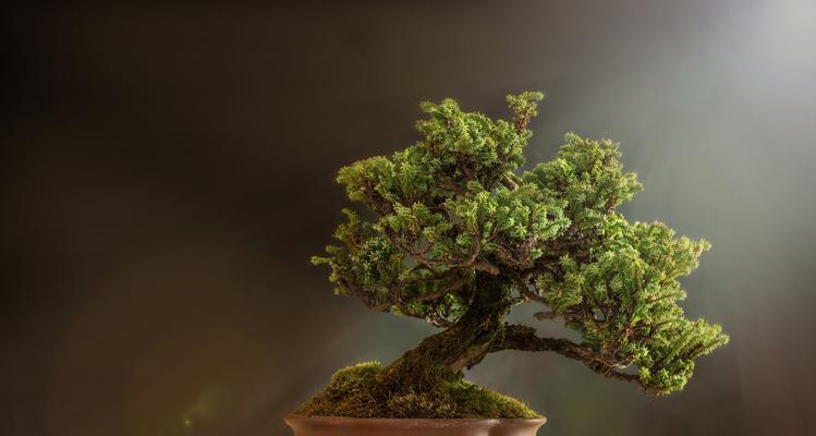 蒸蒸日上的植物（揭秘自然界中的顶峰之花）