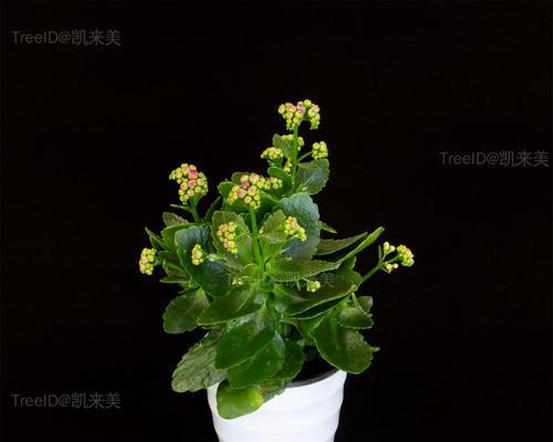 智慧的象征（探寻植物世界中具有智慧象征意义的品种及其启示）