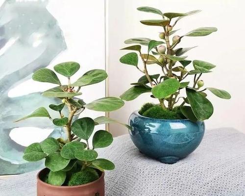 智慧的象征（探寻植物世界中具有智慧象征意义的品种及其启示）