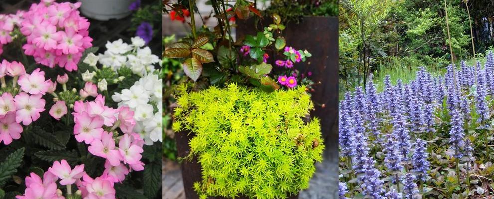 象征忠诚的植物（守信花）