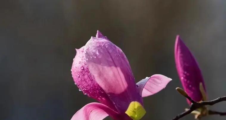 植物中的忠贞爱情（探索植物中象征忠贞爱情的奇妙世界）