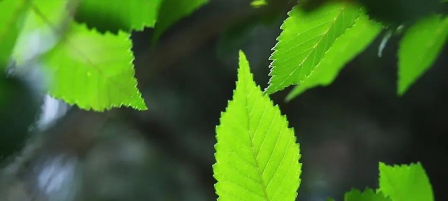 自律之花（自我约束与成长之路）