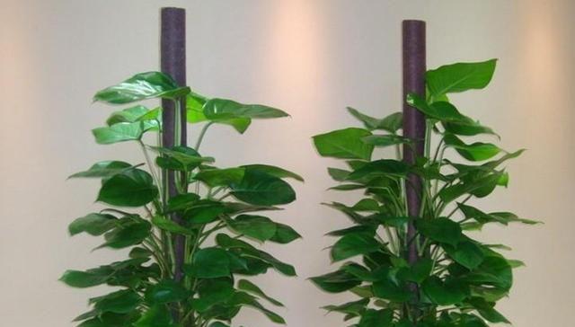 植物中蕴藏自信的力量（探索象征自信的植物之美）