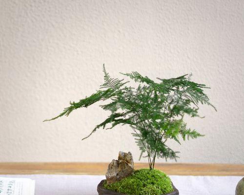 禅意生长（探索禅意植物的力量与美感）