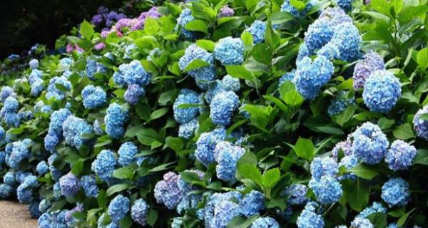 绣球花（绣球花花语及代表意义解析）