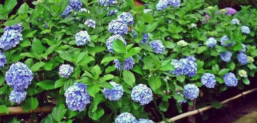 绣球花传说（神奇的绣球花）