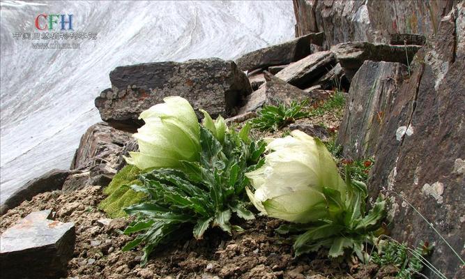 雪莲花的寓意与象征（探寻雪莲花的内涵与美丽）