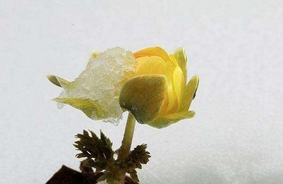 雪莲花的寓意与象征（探寻雪莲花的内涵与美丽）