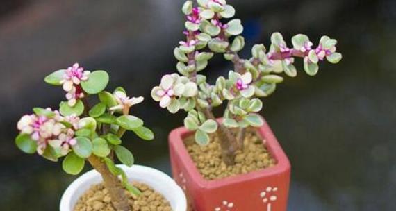 以雅乐之舞（多肉植物的花语传递生命之美）
