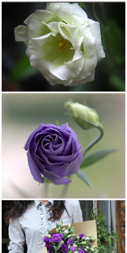 洋桔梗花的象征意义及文化传承（洋桔梗花的美丽与深意）