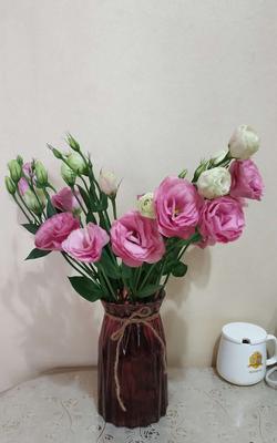 洋桔梗花语与种植方法解析（探索洋桔梗的花语之美）