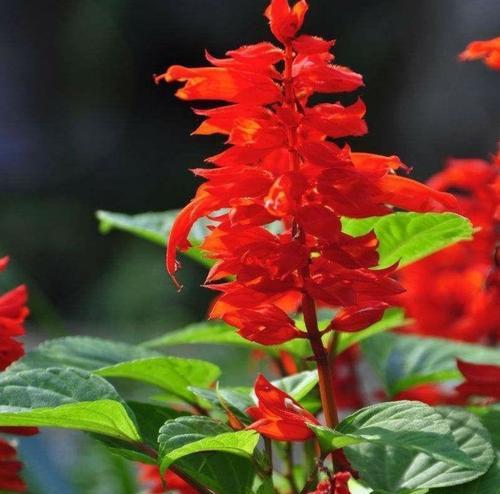 红花与季节的奇妙交织（探寻红花开放的时间与花语之谜）