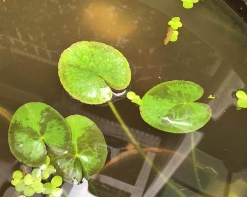 一叶莲的寓意和花语（探索一叶莲的深刻内涵与神秘力量）